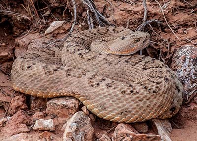 A light tan colored, coiled rattlesnake with dark spots that blends in with a sandy background