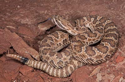 a coiled beige-colored rattlesnake with brown splotches blends into a brown rock slab.