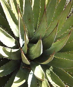 detail of agave plant
