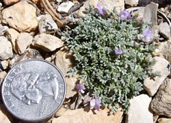 Astragalus cremnophylax var. cremnophylax