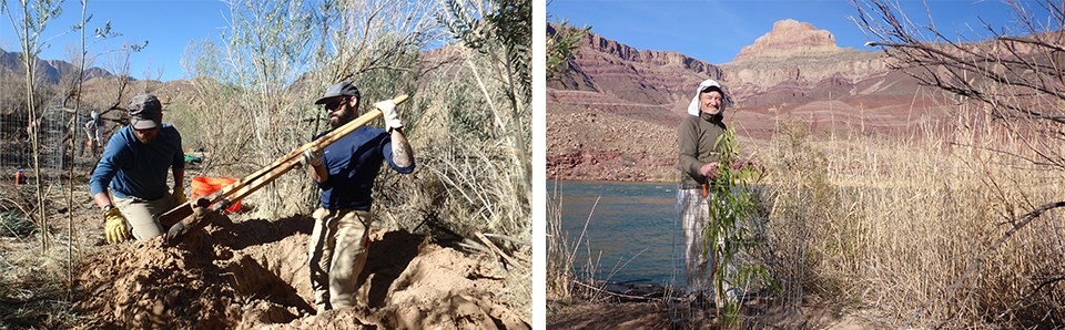 Left: volunteers in the process of digging a hole for planting, right: volunteer posing with a planted and caged Goodding's willow