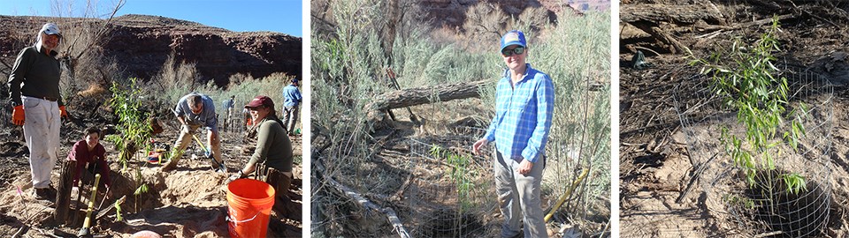 Left: volunteers and staff in the process of filling in a hole for a planted Goodding's willow, middle: volunteer posing with a planted and caged Goodding willow, right: planted and caged Gooding's willow