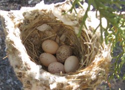 Cowbirds lay their eggs in the nests of many different species.