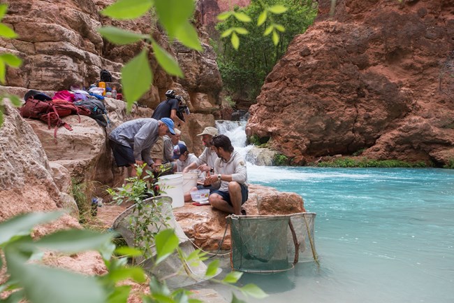 Biologists monitor chub at Beaver Falls.