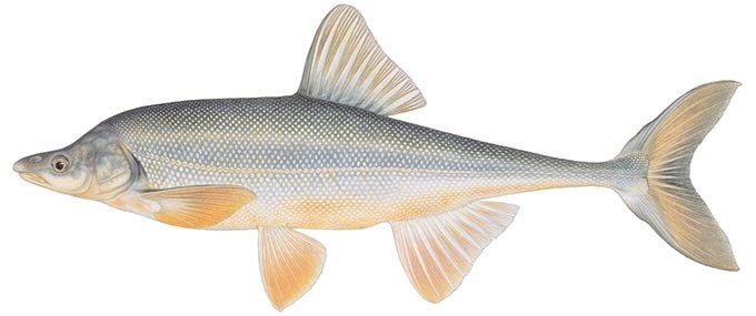 A detailed drawing of a bonytail fish