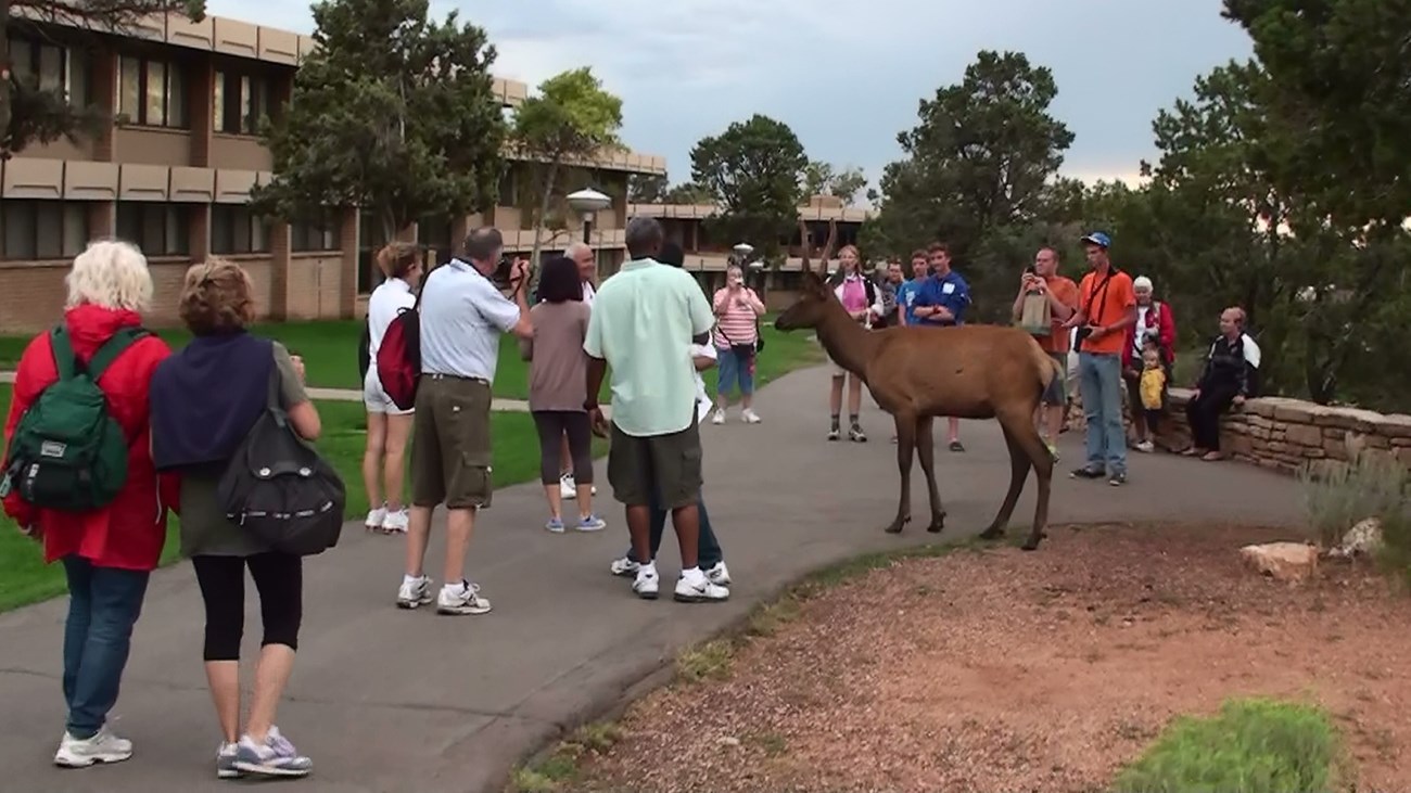 Elk surrounded by people