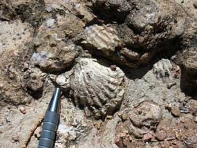 shells preserved in stone