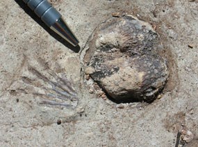 fossil brachiopods