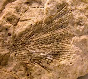 fossil bryozoan