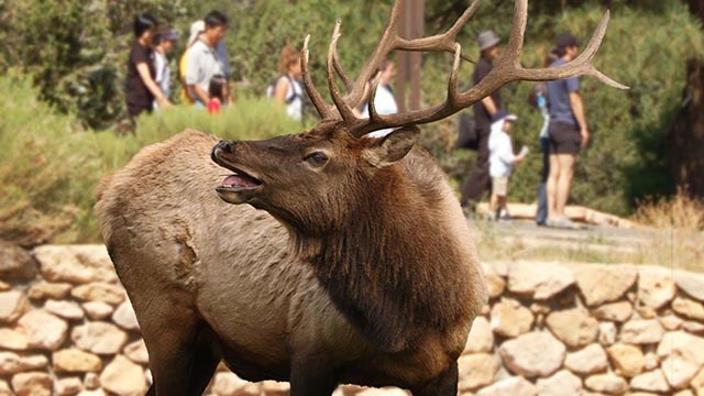an angry bull elk is bugling by a stone wall. in the background people walking along a path