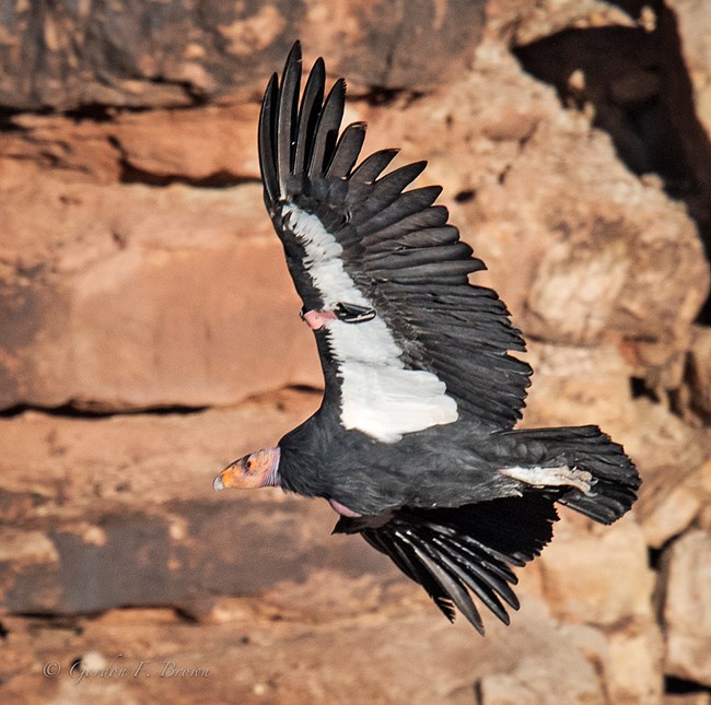 Condor H9 flies with a full crop. A condor flying with a full crop.