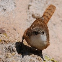 Canyon Wren Canyon Wren