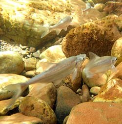 Several humpback chub swimming in shallow water. Sunlight filtering down creates bright spots.