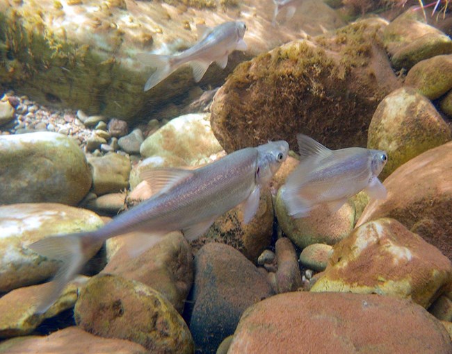 Several humpback chub swimming in shallow water. Sunlight filtering down creates bright spots.