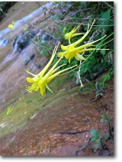 columbine flowers by spring