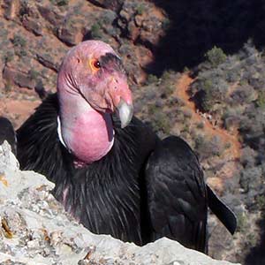 Mature California Condor with a pink head and black feathers perched on the edge of a limestone cliff. Reddish canyon rocks beyond.
