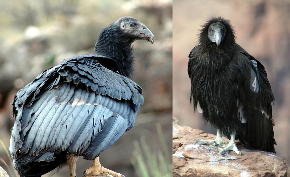 Perched on rocks, two young birds have black feathers covering their bodies and heads. One is in profile and the second is facing forward.l