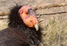 California condor portrait looking into camera