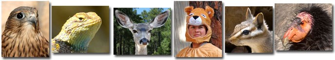 Animal collage showing small portraits of a falcon, lizzard, mule deer, person in lion costume, chipmunk, CA Condor