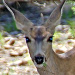 Mule deer with large ears looking.