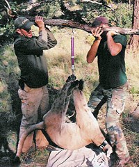 Eric (left) and a colleague, weighing a tranquilized mountain lion.