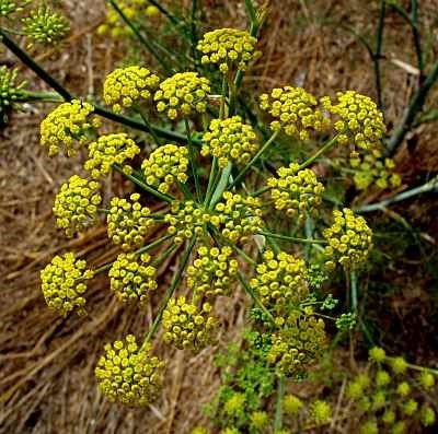 Clusters of small yellow flowers make up large bundles, and many of these are on green stalks on the plant.