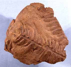 fossil seed fern leaf
