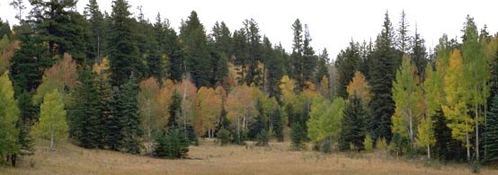 Forests - Grand Canyon National Park (U.S. National Park Service)