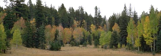 Aspen/Fir Forest on North Rim, NPS Photo