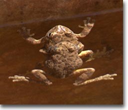 frogs under the surface of the water