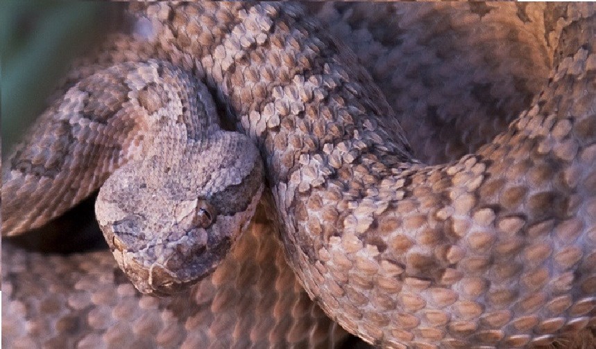 Light colored rattlesnake coiled