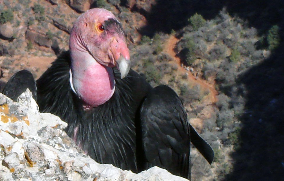 Large bird with black body and a pink feather-less head perched on a white rock and looking at you.
