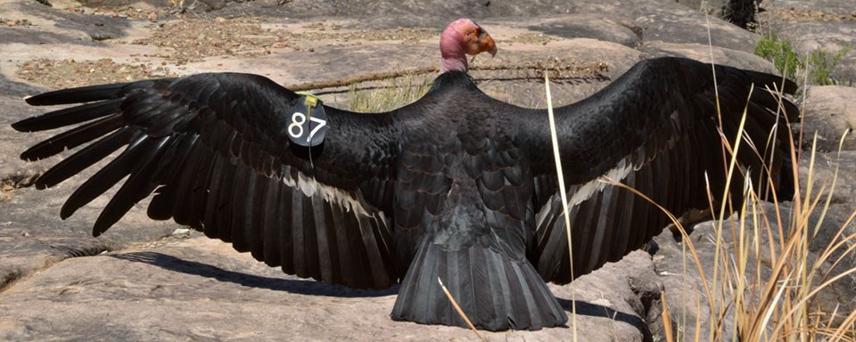 Standing on a rock, with wings fully extended, a large black bird with a pink head. Attached to one wing is a tag that reads "87."