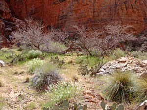old high-water vegetation zone.