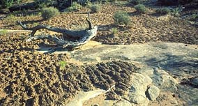 Healthy soil crusts