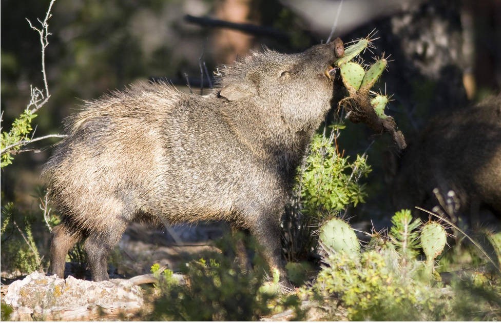 A javalina lifting its head to take a bite out of a prickly pear cactus.