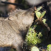 A javalina lifts its head to take a bite out of a prickly pear cactus.