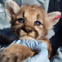 mountain lion kitten looking at you.