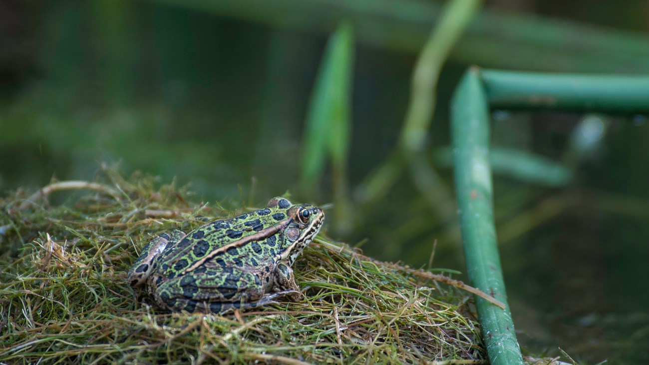 Green frog on grass