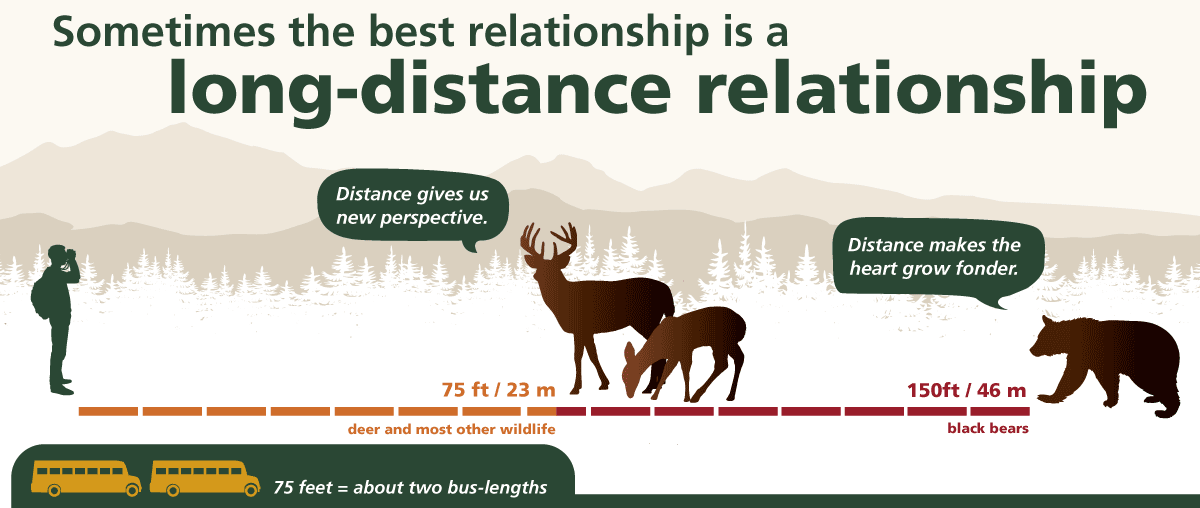 infographic for safe wildlife viewing with text "Sometimes the best relationship is a long-distance relationship."; Infographic shows a person with binoculars looking at a deer at 75 ft, and a bear at 150ft." title="long distance relationship"