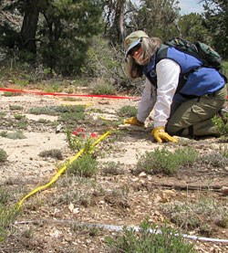 monitoring sentry milk vetch