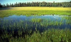 Meadow on North Rim, NPS Photo