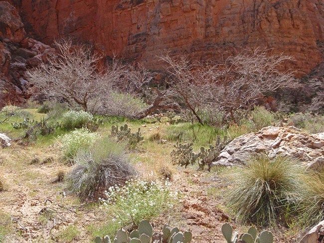 Beneath a canyon wall, a sandy area with mesquite, catclaw acacia, and netleaf hackberry growing in patches.