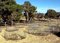 Revegetation of Maricopa Point Parking Lot.