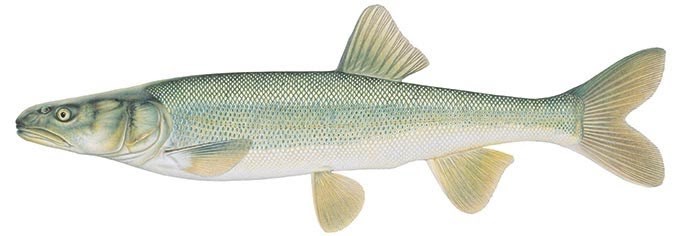 Detailed drawing of a Colorado pikeminnow