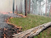 Powell fire burning as a backing, low intensity fire.