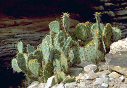 PRICKLY PEAR ON LEDGE PRICKLY PEAR ON LEDGE
