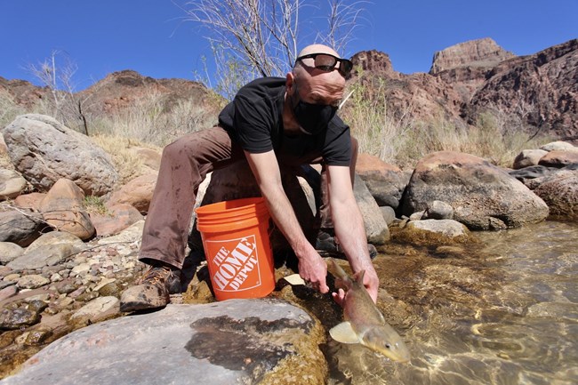 A biologist release a razorback sucker into a stream