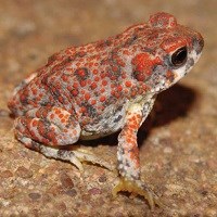 Red-Spotted Toad