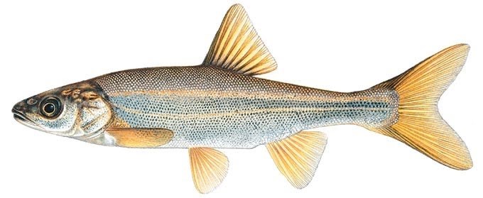 Detailed drawing of a roundtail chub